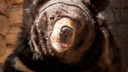 Челябинский зоопарк не откроют, пока ветеринары борются за жизнь еще одного отравленного медведя