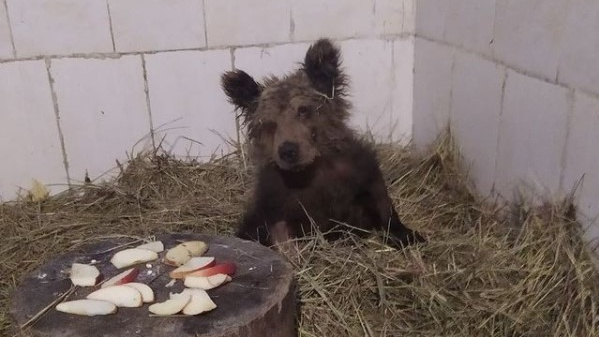 Найденную на границе Башкирии и Челябинской области медведицу спасли. Теперь ей подбирают кличку