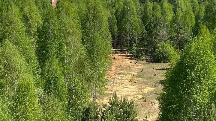 Прокуратура потребовала возбудить уголовное дело после вырубки деревьев в «Парковом» на миллион рублей