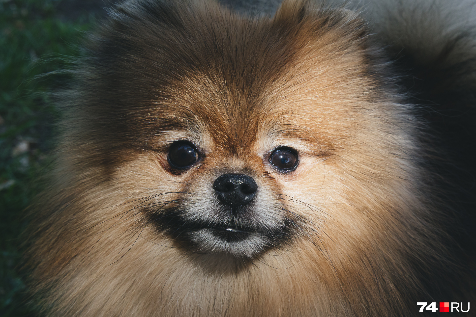 Песиков такой породы иногда называют собакой-улыбакой