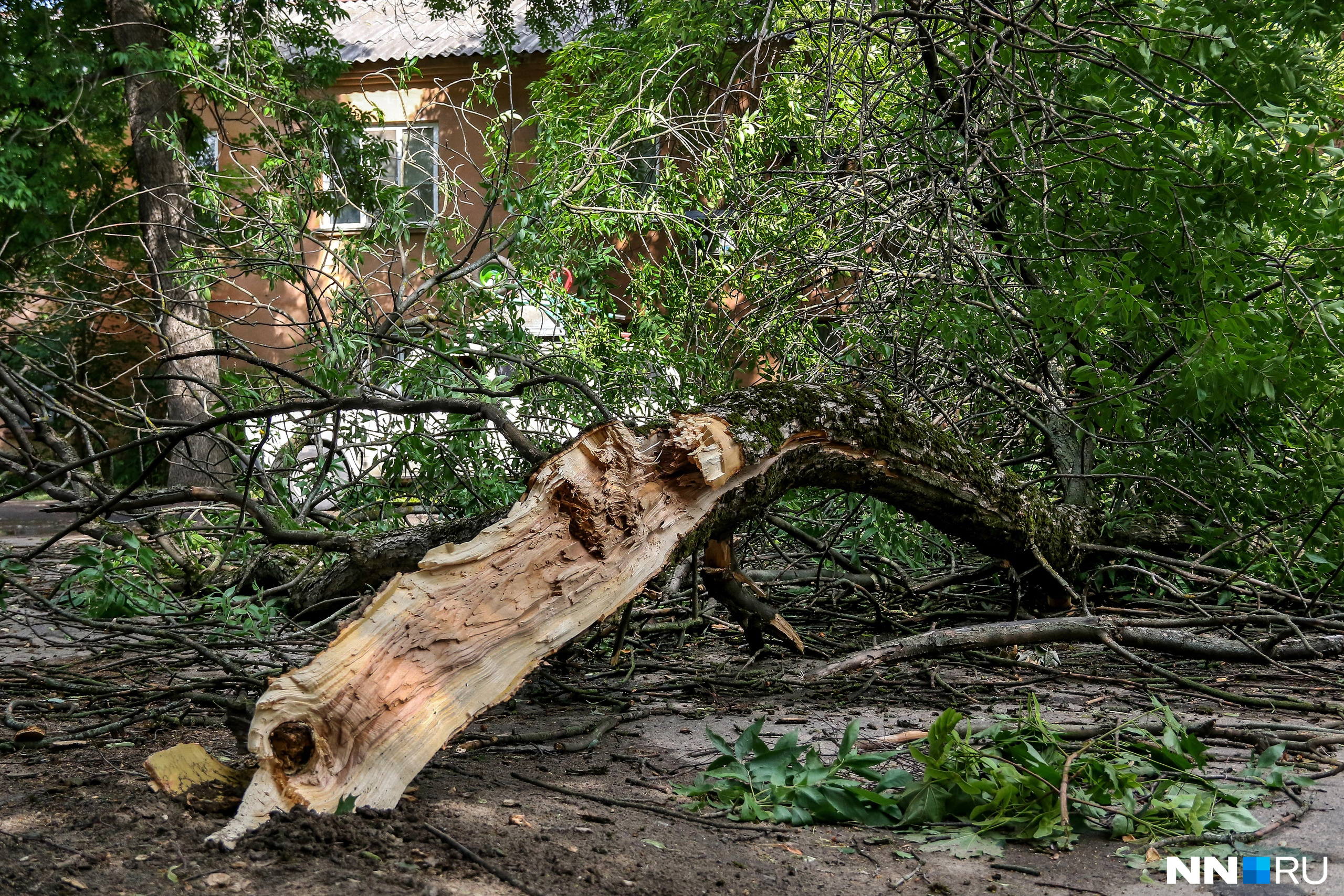 Ураган повалил деревья в тайге рядом с Бодайбо