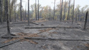 Названа причина крупного лесного пожара в Тольятти