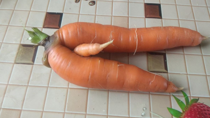 Пошлые морковки и картошка в виде сердца: в огородах Екатеринбурга вырос странный урожай