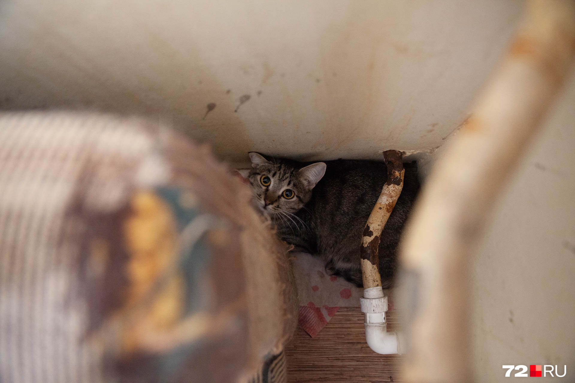 Кошечка Незабудка не очень дружелюбна с другими, поэтому большую часть времени прячется за диваном