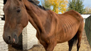 «Больно смотреть, кожа да кости»: курганцы обеспокоены состоянием лошадей в КГСХА