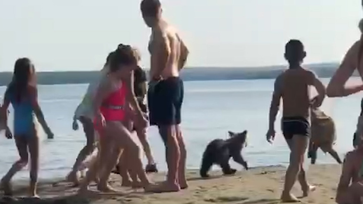 В Челябинской области медведя привели купаться на забитый людьми пляж