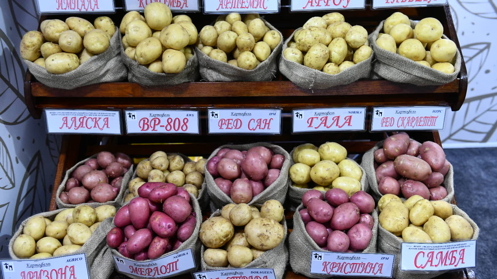 Можем остаться без картошки? Как Россия, почти не имея своих аналогов, ограничила импорт семян