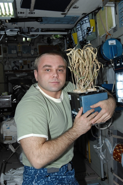 Максим Сураев вырастил в космической мини-оранжерее «Лада» пшеницу: взошли несколько пышных колосьев