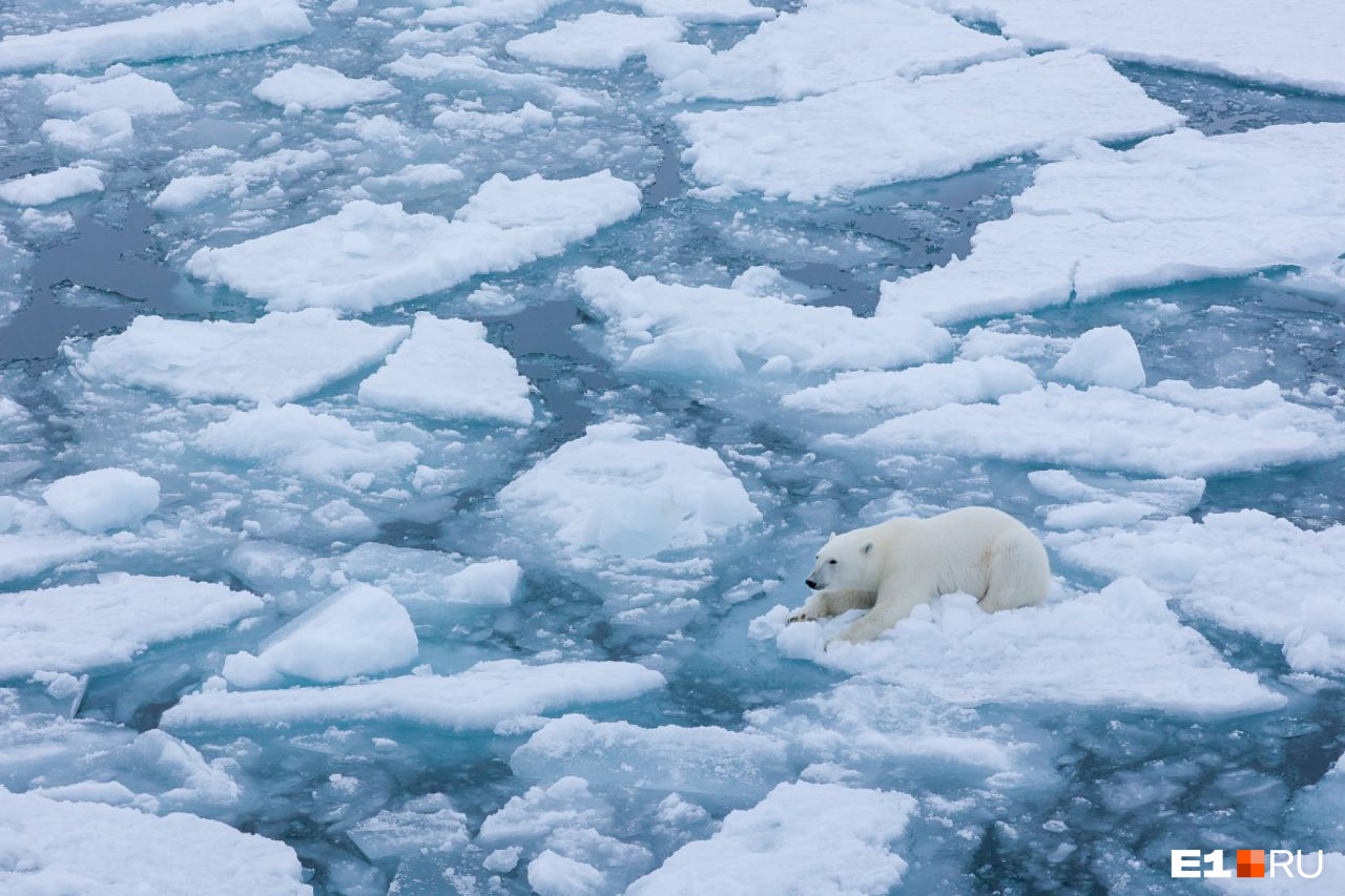 Повелитель Арктики — белый медведь