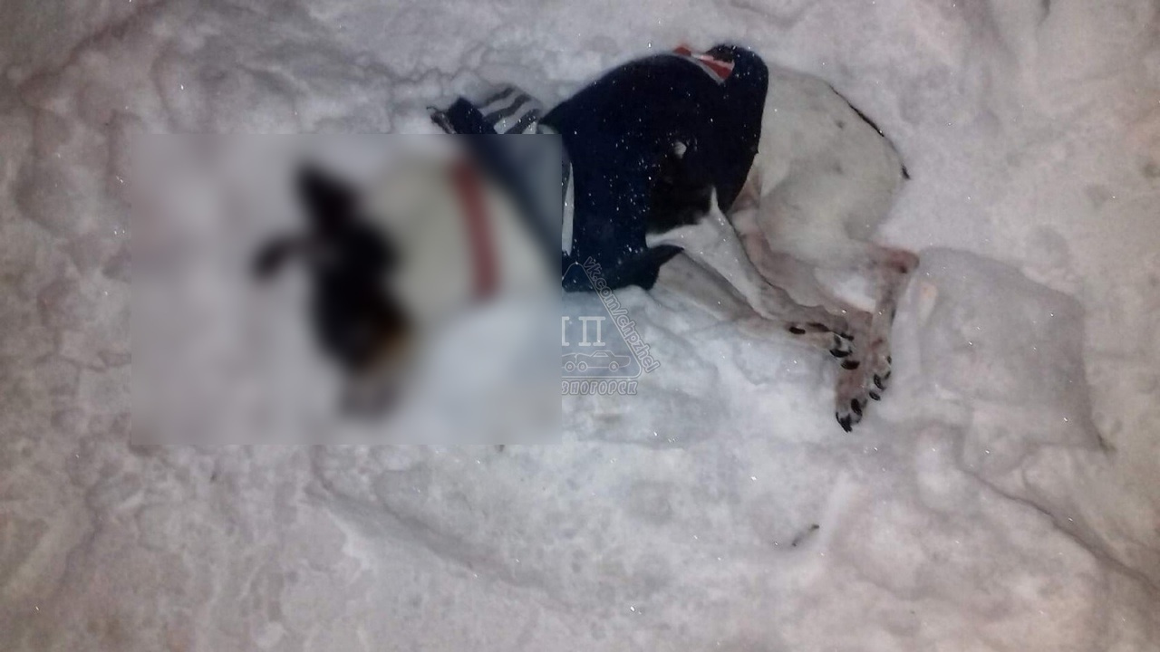 Собака погибла на месте Собака погибла на месте