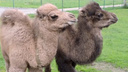 «Семья не приняла»: в Ярославском зоопарке от двух верблюжат отказались мамы