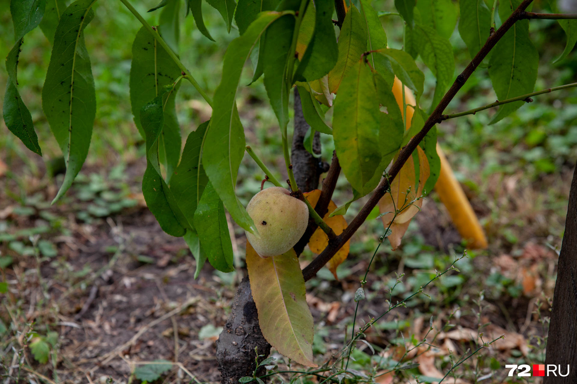 Последний персик в этом сезоне в саду Александра Васильевича