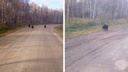 На дороге в Новосибирской области заметили трех бегущих медвежат