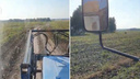 Под Новосибирском тракторист на поле столкнулся с медведем и потерял дар речи (видео)