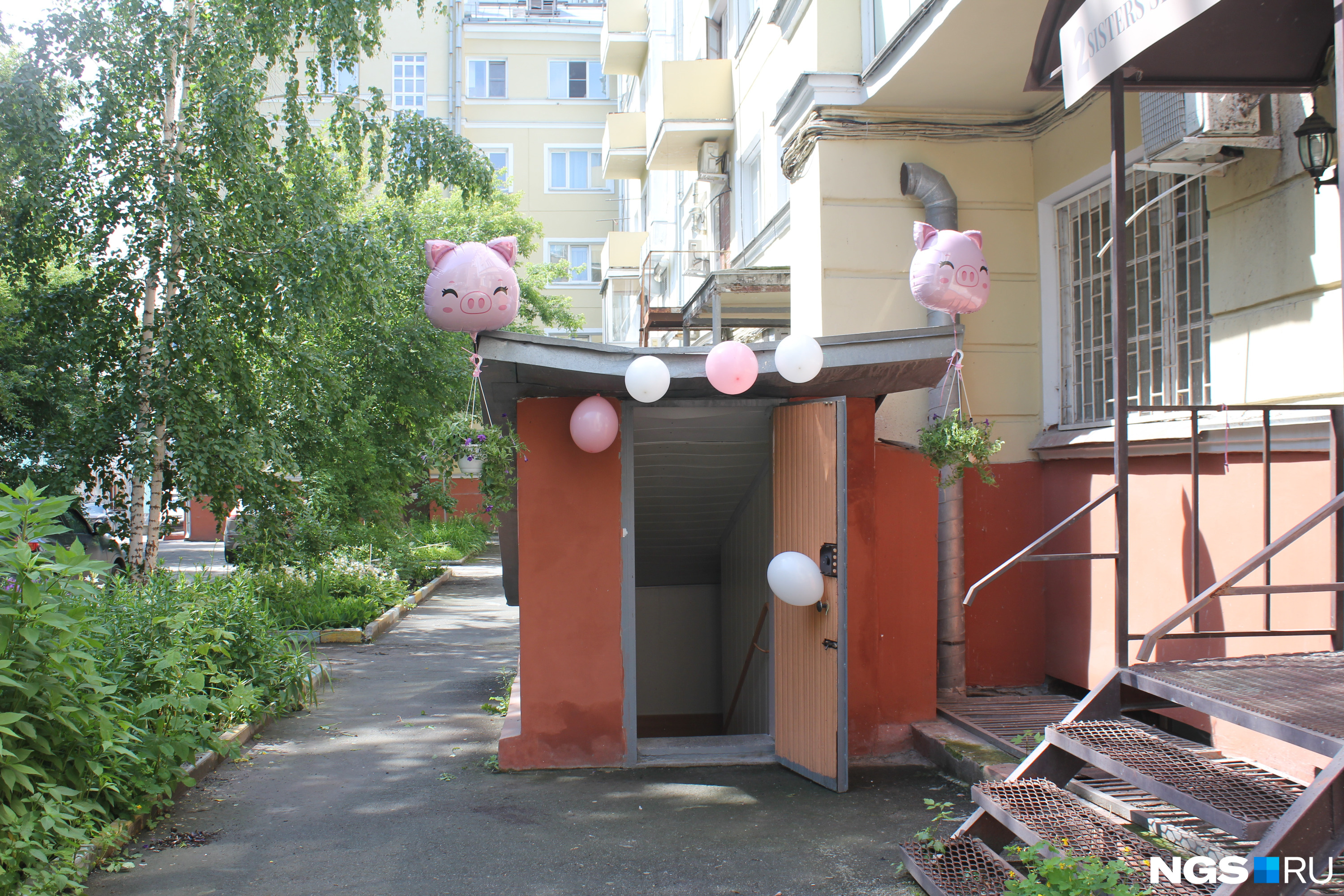 Кафе с минипигами спб