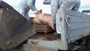 В Челябинской области зафиксировали вспышку африканской чумы свиней