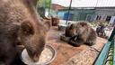 Медвежат, спасенных челябинским ветеринаром, отправили в реабилитационный центр в Хабаровском крае