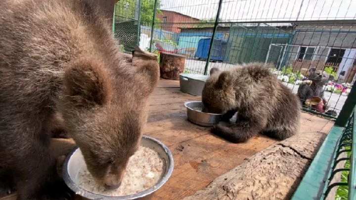Медвежат, спасенных челябинским ветеринаром, отправили в реабилитационный центр в Хабаровском крае
