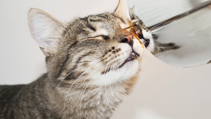 Для кошек разработали вакцину от COVID-19: как это повлияет на людей