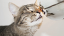 Для кошек разработали вакцину <nobr class="_">от COVID-19</nobr>: как это повлияет на людей