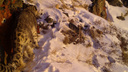 В фотоловушку новосибирских экологов попал знаменитый снежный барс