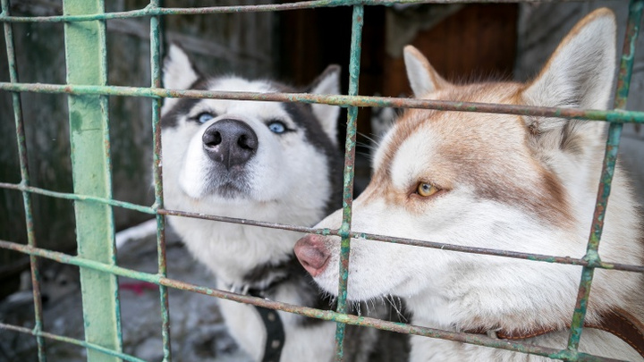В красноярском приюте для хаски кончилось место: они срочно ищут хозяев животным
