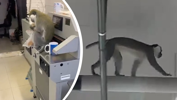 В Асбесте обезьяна сбежала с выставки животных, открывшейся в местном ТЦ