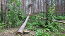 Свердловские волонтеры разыскивают девушку, которая потерялась в лесу