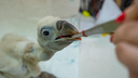 В ростовском зоопарке спасли птенца белоголового сипа