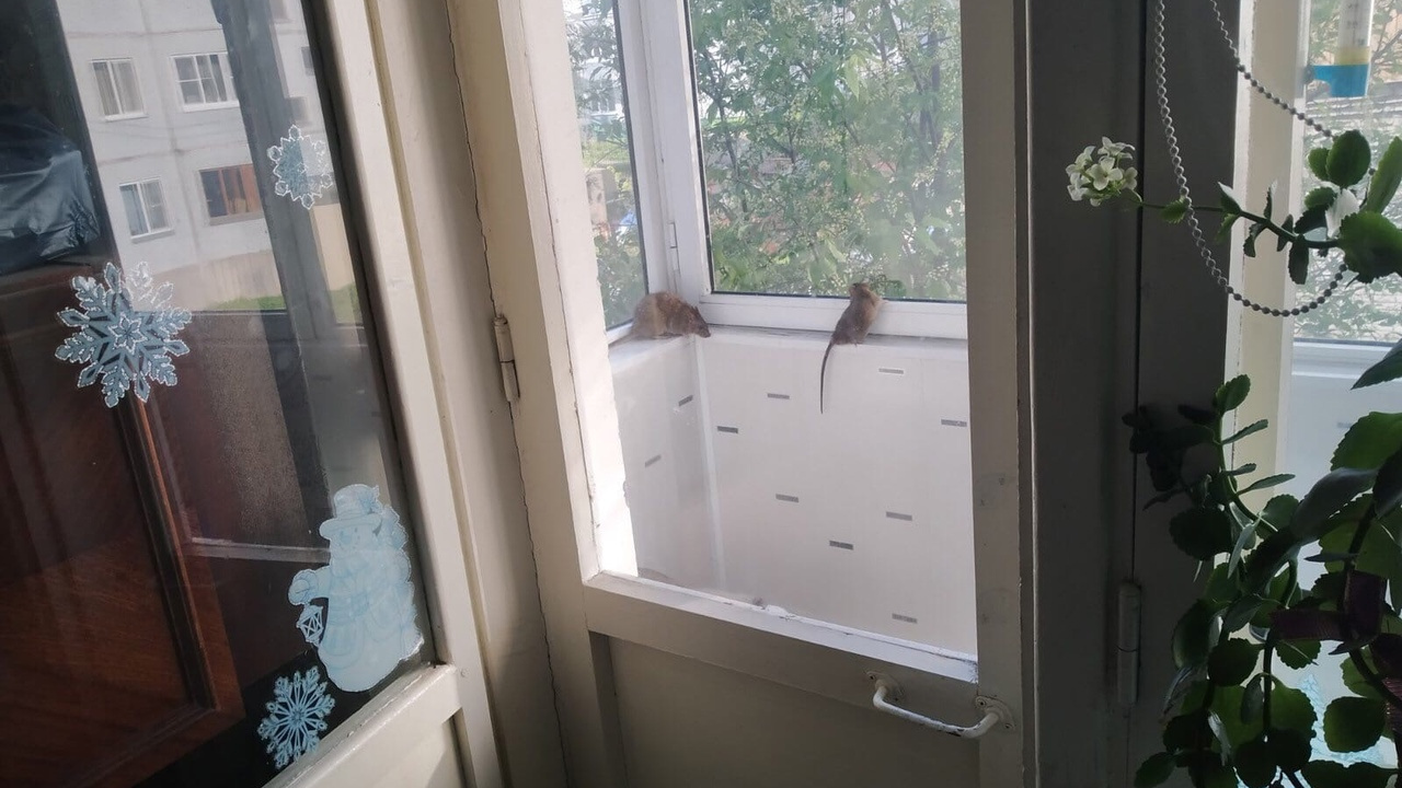 «Голодные шныряют по квартирам»: жильцы дома в центре Архангельска пожаловались на нашествие крыс