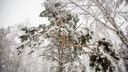 Город снова завалит снегом? Изучаем прогноз погоды <nobr class="_">на последнюю</nobr> неделю зимы в Новосибирске