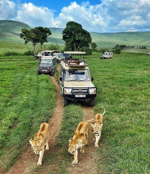Главное развлечение туристов в Африке — смотреть на диких животных в дикой природе 