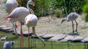 Впервые за 10 лет розовый фламинго родился в зоопарке Ростова