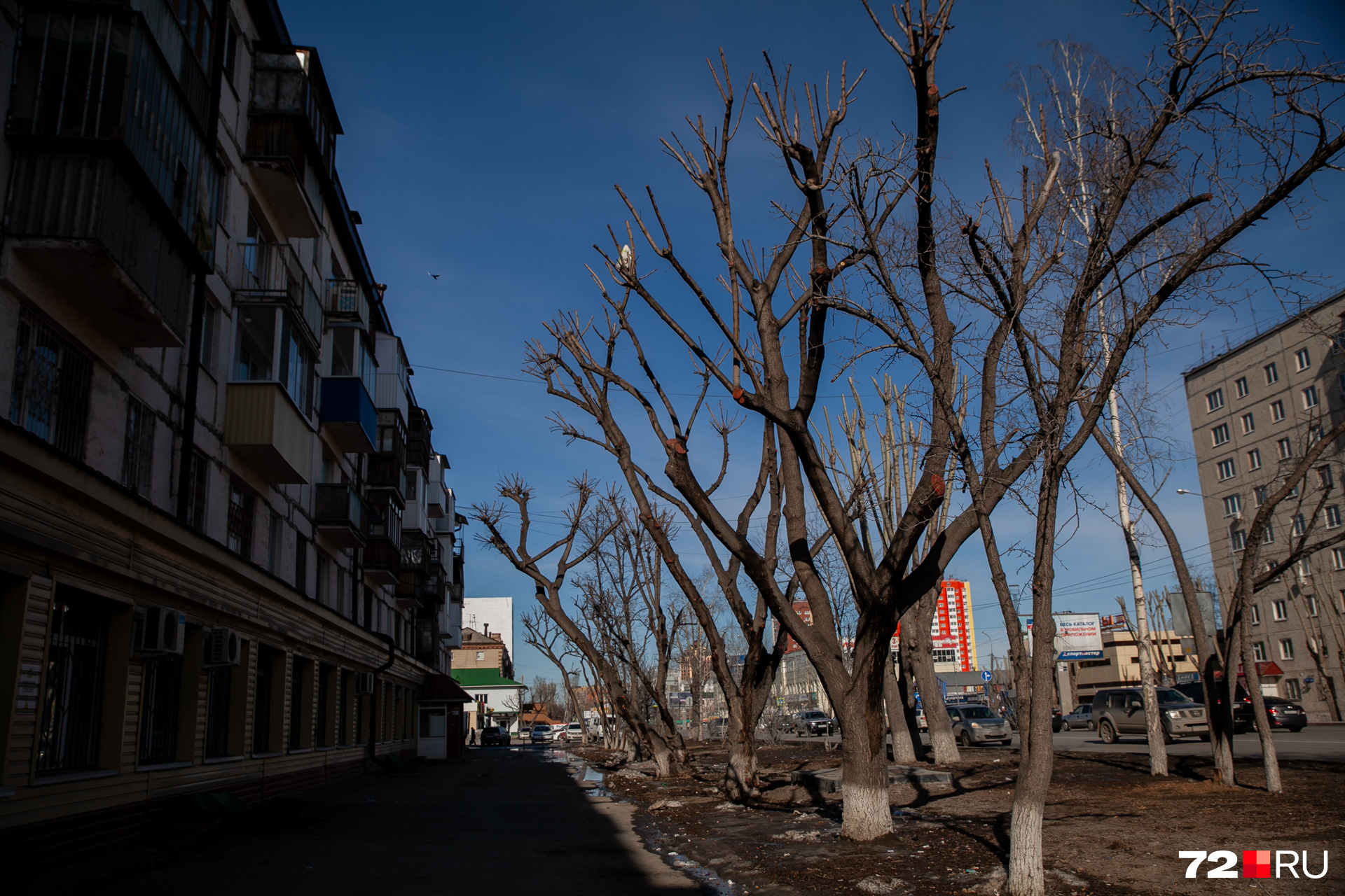 По словам Андрея Николаева, на этом фото обрезка деревьев сделана с сохранением большого количества веток. Дерево не превратили в пенек