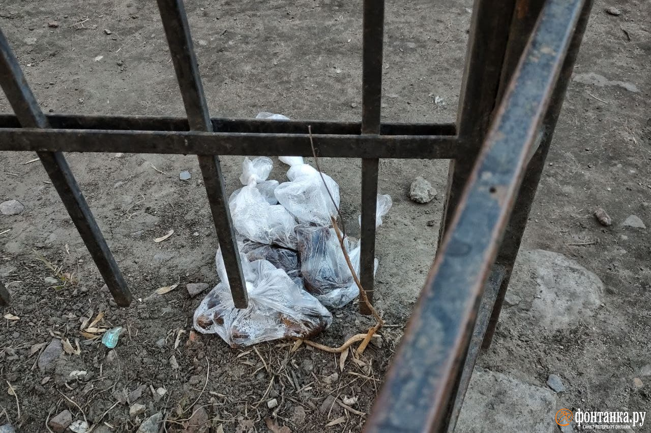 Площадка для выгула на Большой Пушкарской ул., напротив Матвеевского сада<br><br>автор фото Михаил Огнев / «Фонтанка.ру»