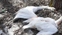В Самарской области браконьеры подстрелили краснокнижных лебедей