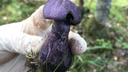 Сибиряк нашел яркий фиолетовый краснокнижный гриб