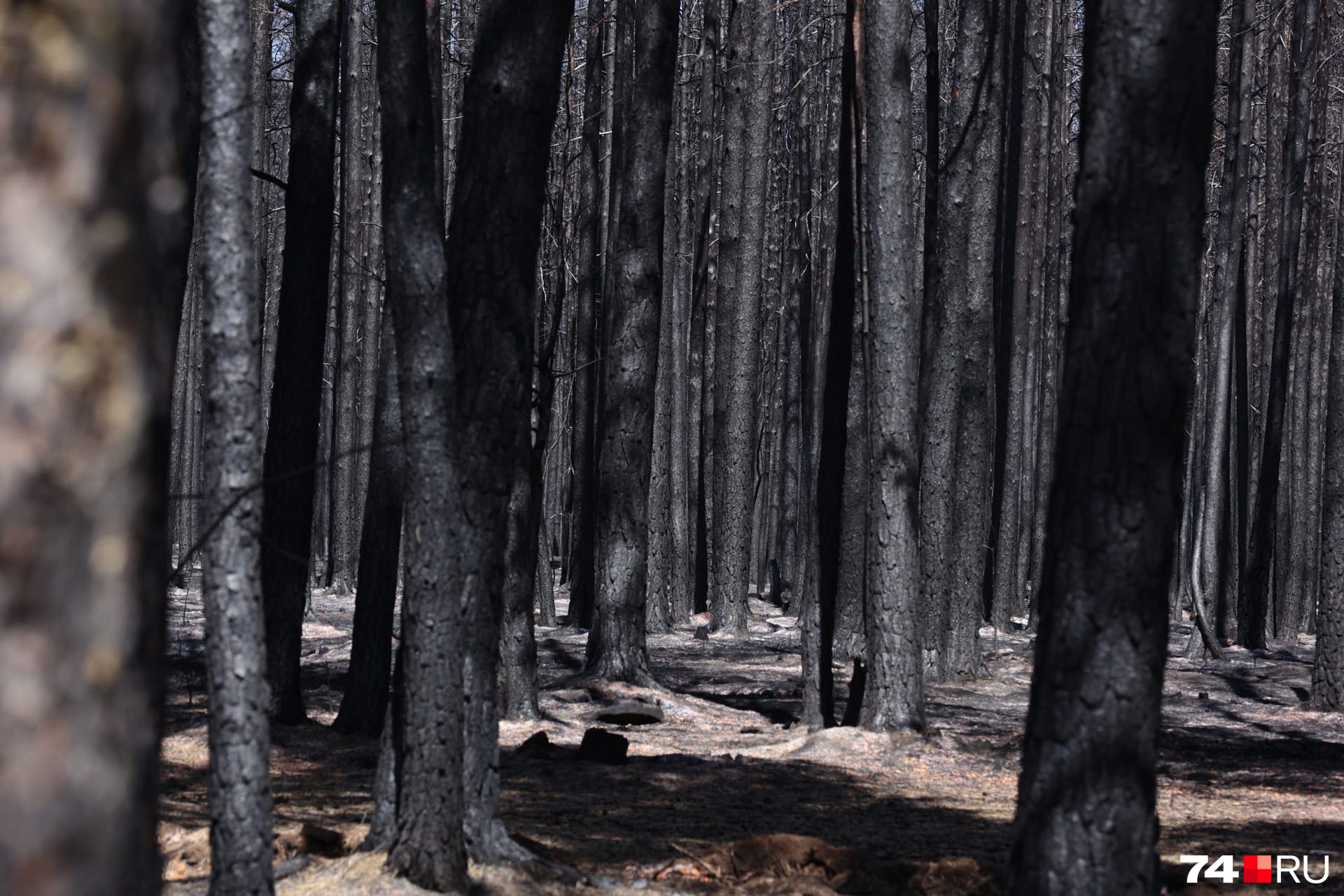 Выгоревшую территорию должны расчистить и засадить другими деревьями