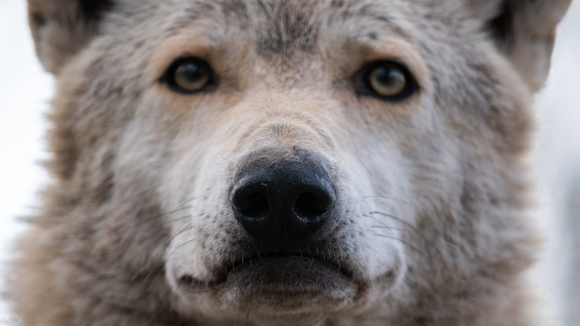 Волков бояться? Сколько хищников бродит по лесам Кемеровской области