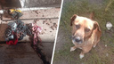 «Убили куриц, пытались сжечь собаку»: в Челябинской области дети разгромили соседский дом