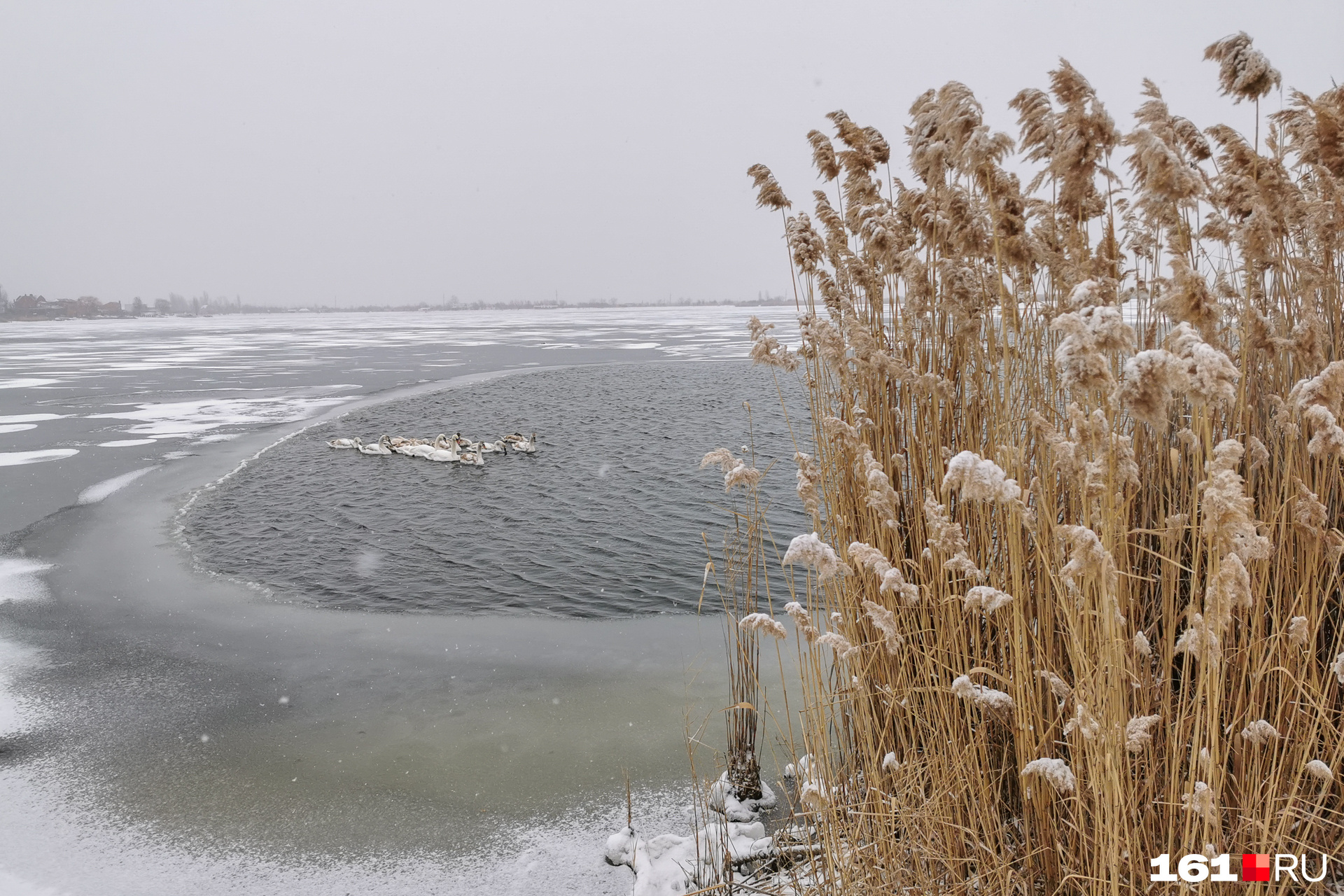 Местные жители пробили небольшую полынью во льду, чтобы птицы могли выбраться на берег