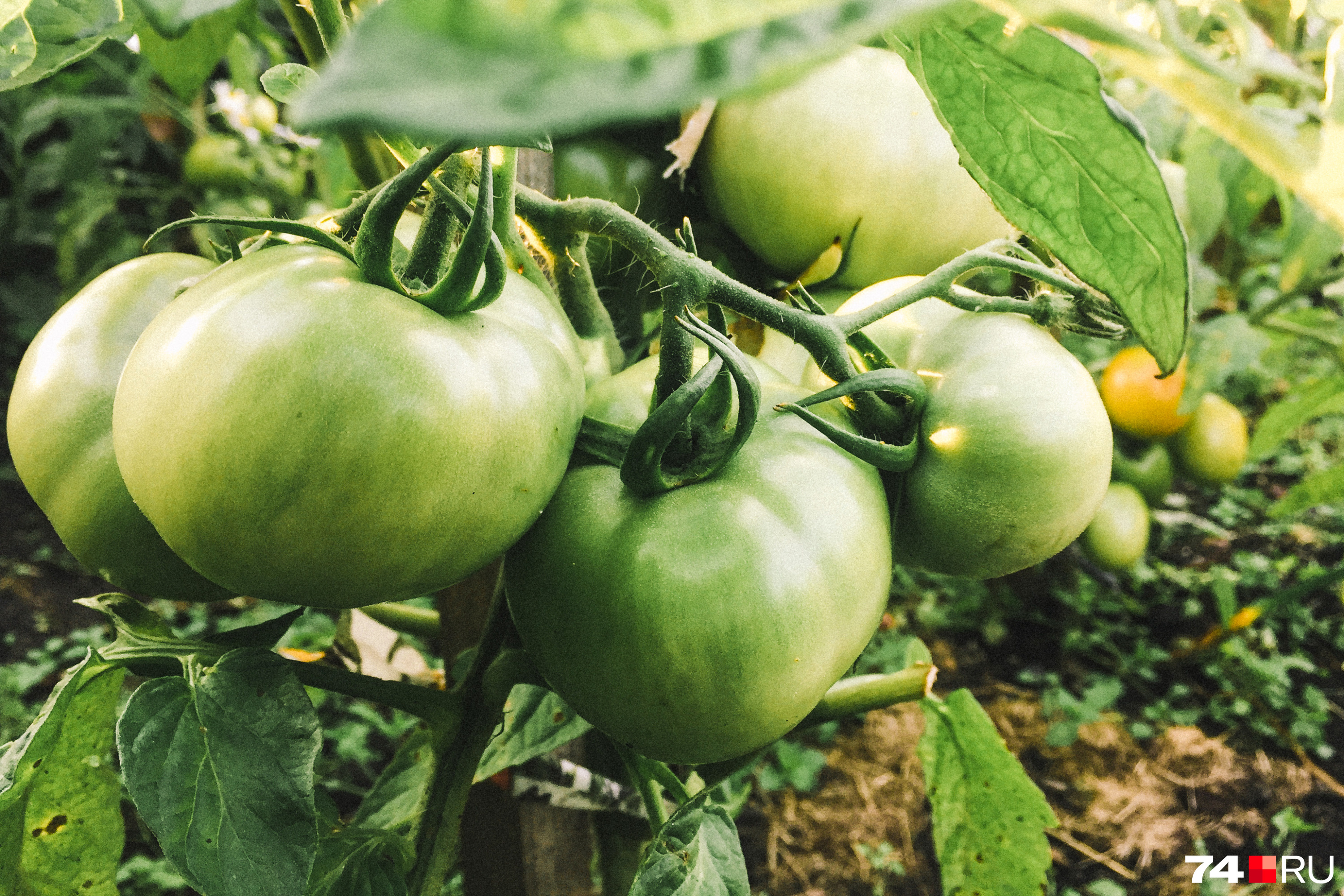Принято считать, что срывать зеленые помидоры и оставлять их дозревать — нормально. Но это не совсем правильно