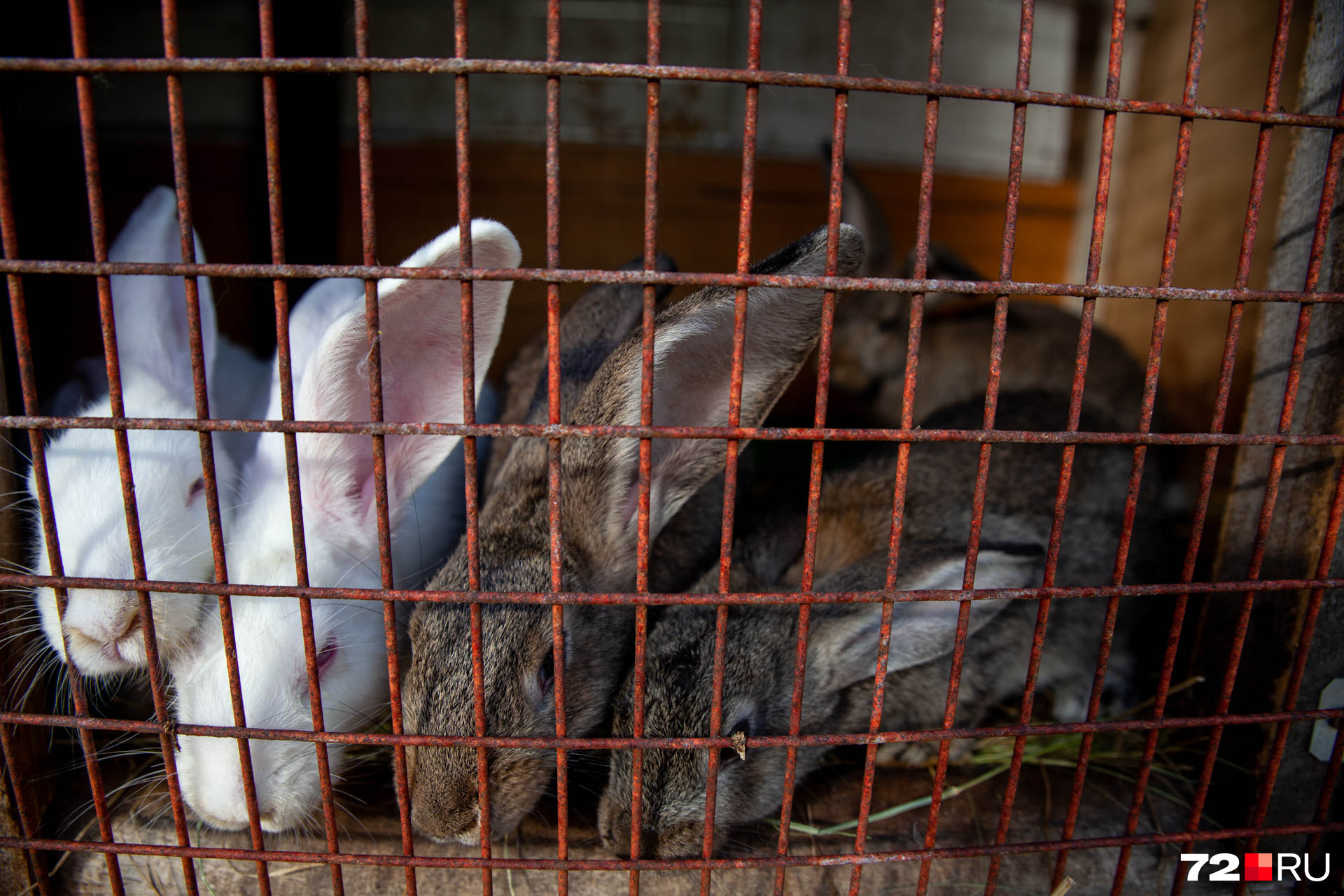 У Ирины на даче живут кролики. Они производят главное удобрение
