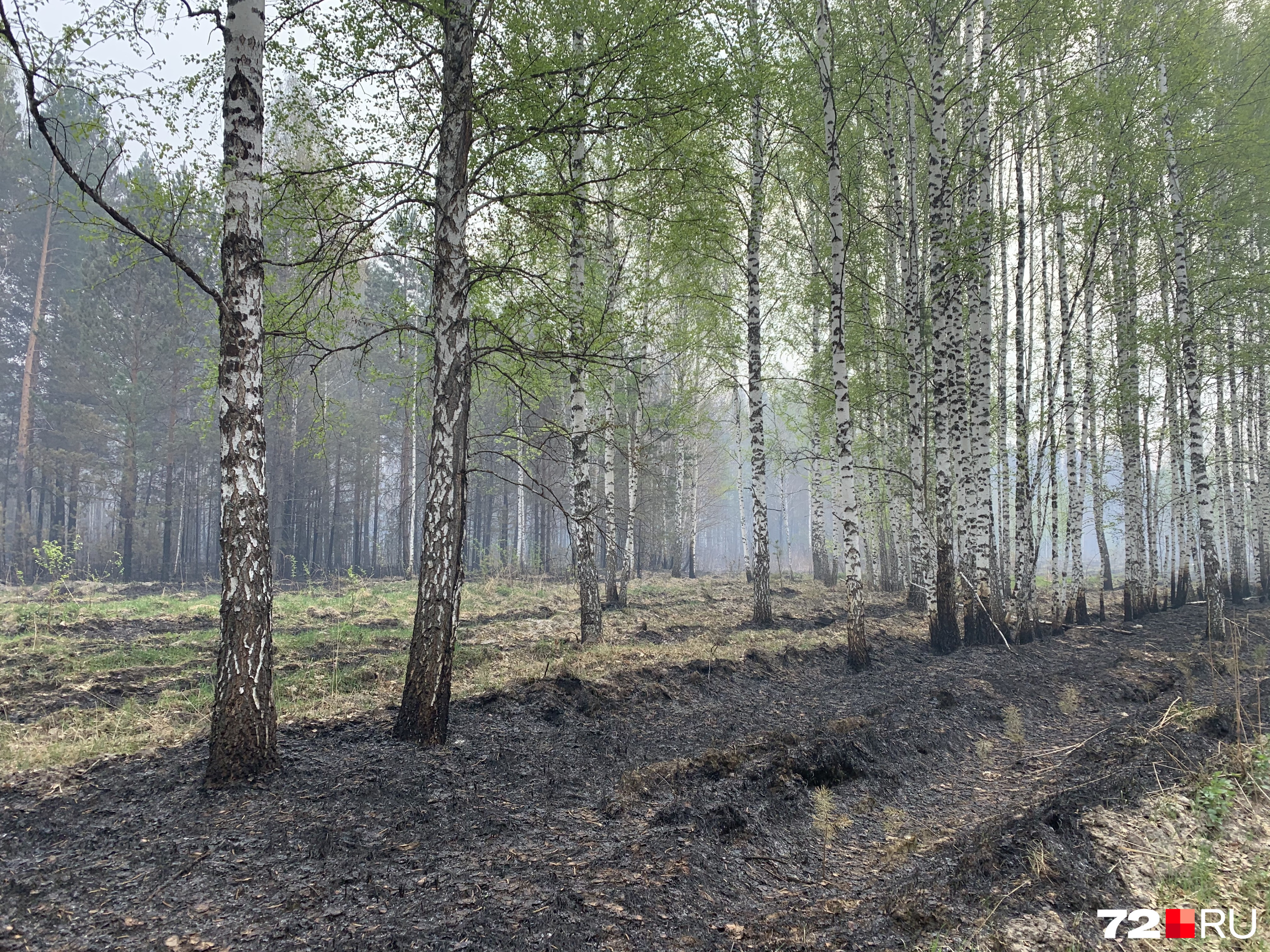 Так лес выглядит там, где уже прошел огонь. Погодные условия способствуют распространению природных пожаров в регионе, также ситуацию может усугубить человек