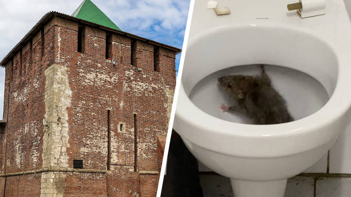 «У меня психологическая травма»: нижегородка засняла крысу, застрявшую в туалете на территории кремля