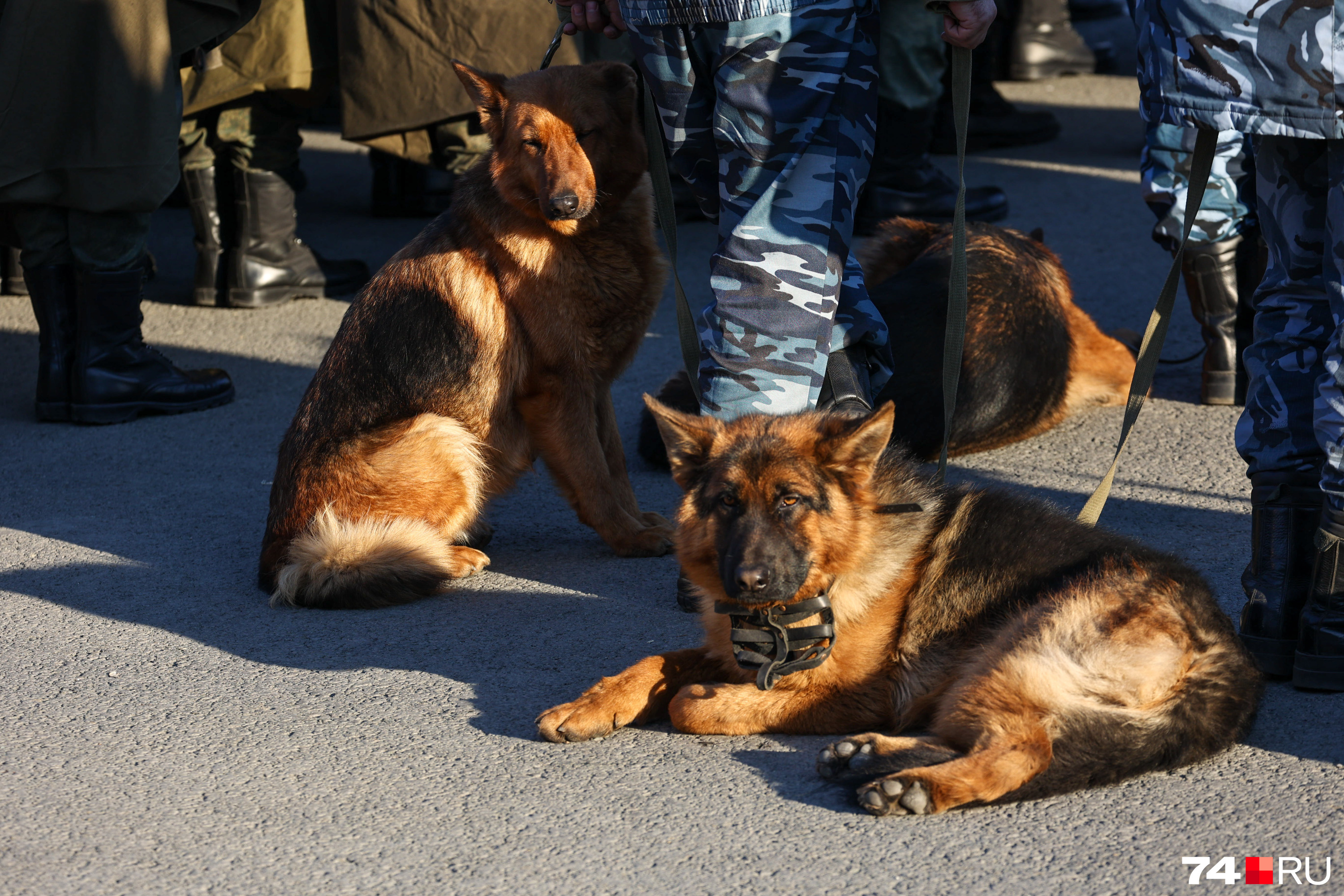 Эти служебные собаки участвуют в охране колоний