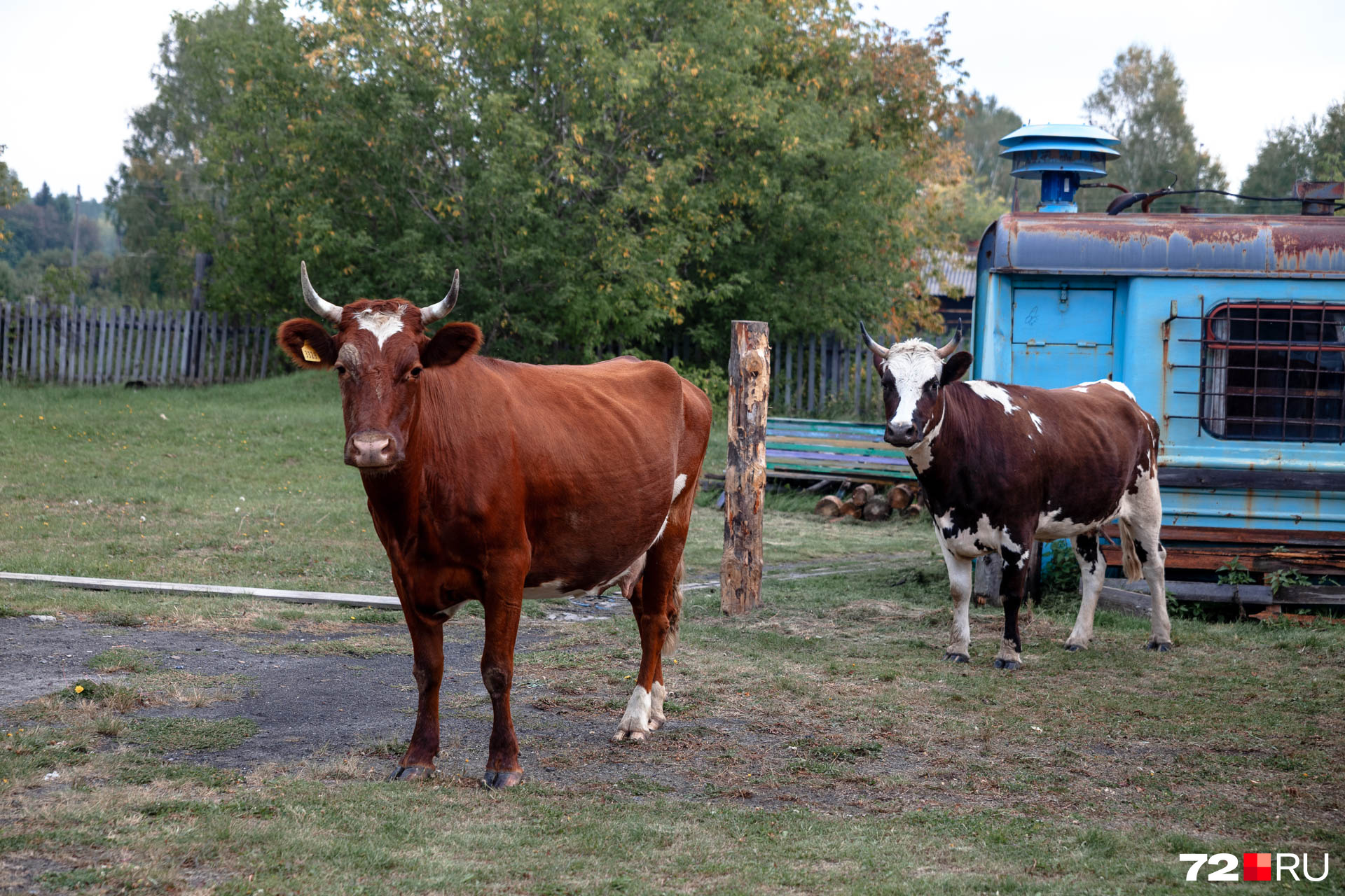 Гуляющих коров в деревне можно увидеть чуть ли не на каждом шагу. Они бродят и около новотаповской администрации, и у магазинов