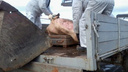 В Челябинской области зафиксировали новую вспышку африканской чумы свиней