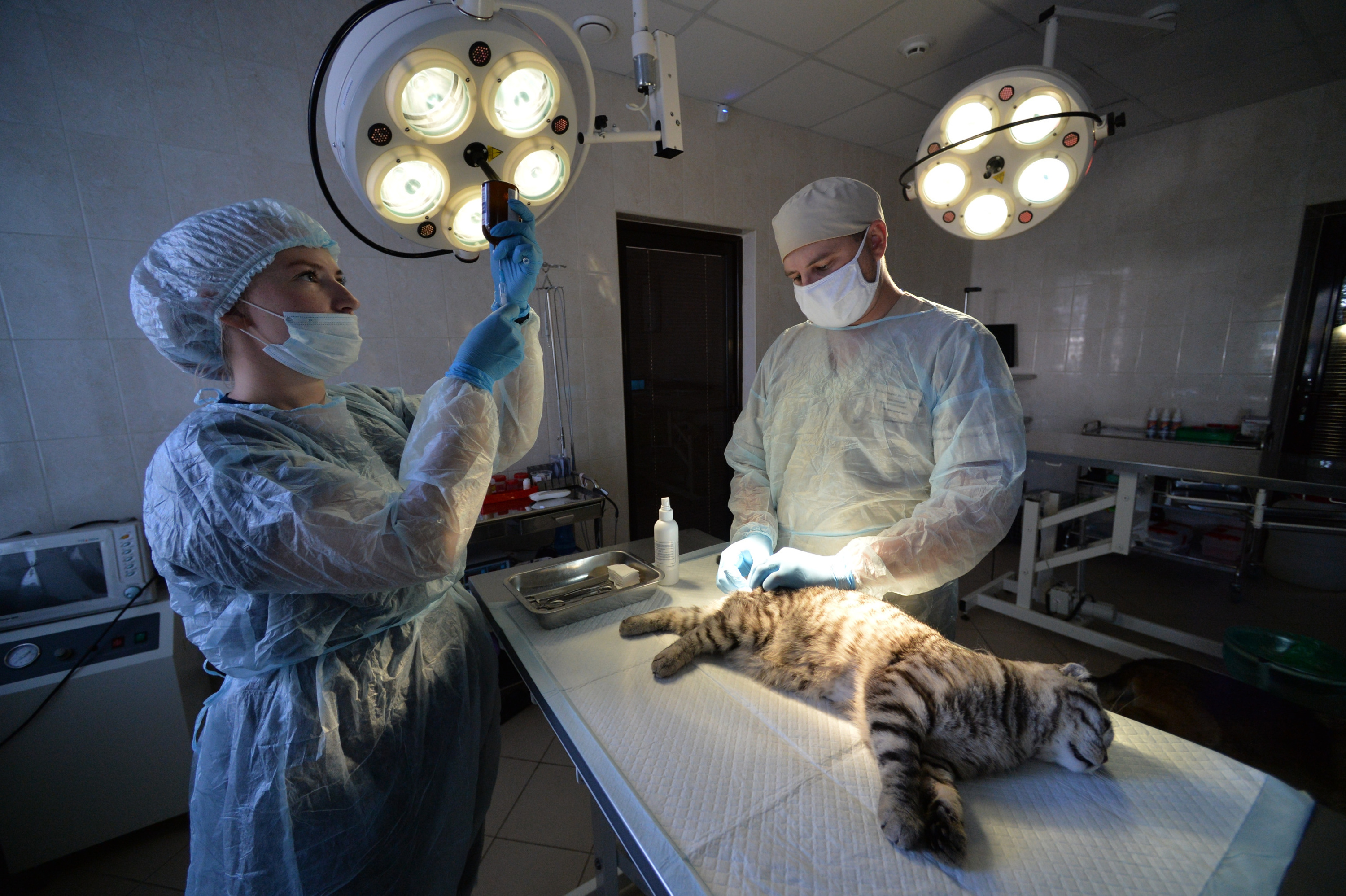 В челябинской ветеринарной станции действуют акции по кастрации, чипированию и исследованию на дерматомикозы за полцены