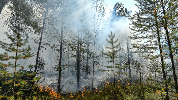 Тушить лесные пожары на Урале будут авиадесантники, которые боролись с огнем в Якутии